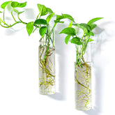 Kingbuy wall-mounted plant terrarium with two glass tubes