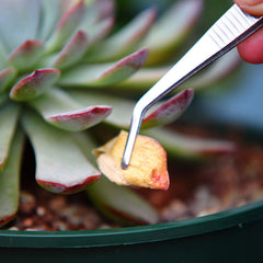 KMHIGH 6.5-inch straight tweezers for gardening use