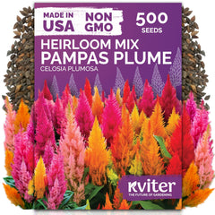 KVITER 500 Mixed Pampas Plume Flower Seeds front view