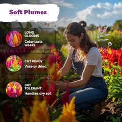 KVITER flower seeds in a garden setting