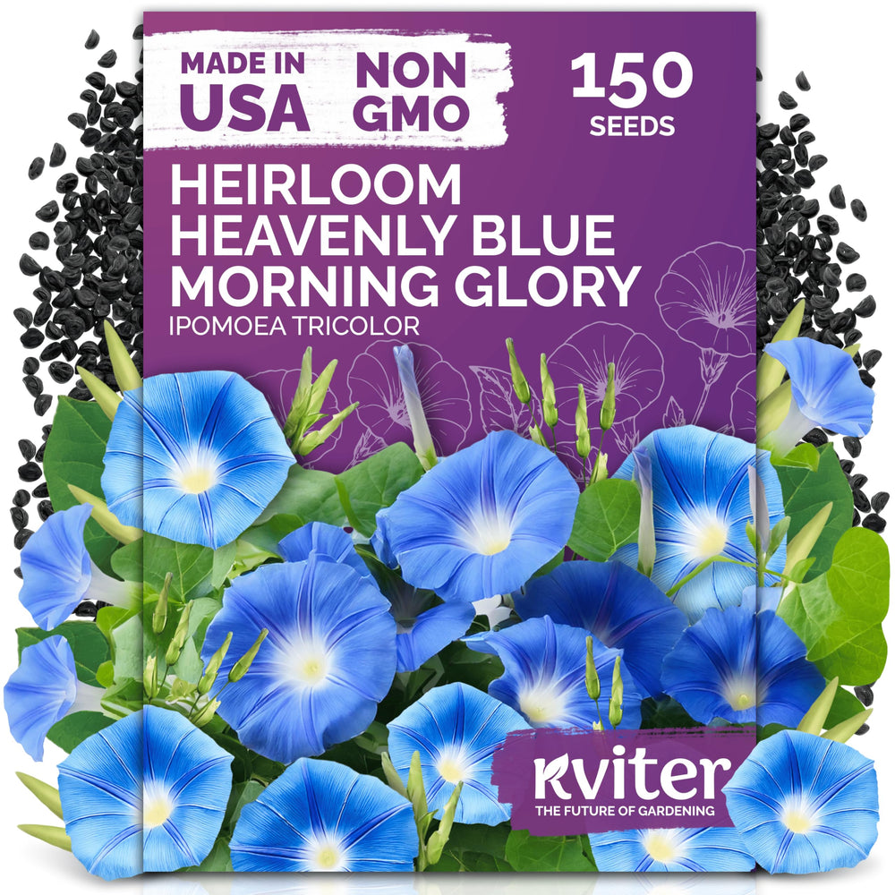 KVITER Heavenly Blue Morning Glory Seeds front packaging