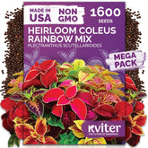 KVITER Rainbow Coleus Flower Seeds Mix packaging front view