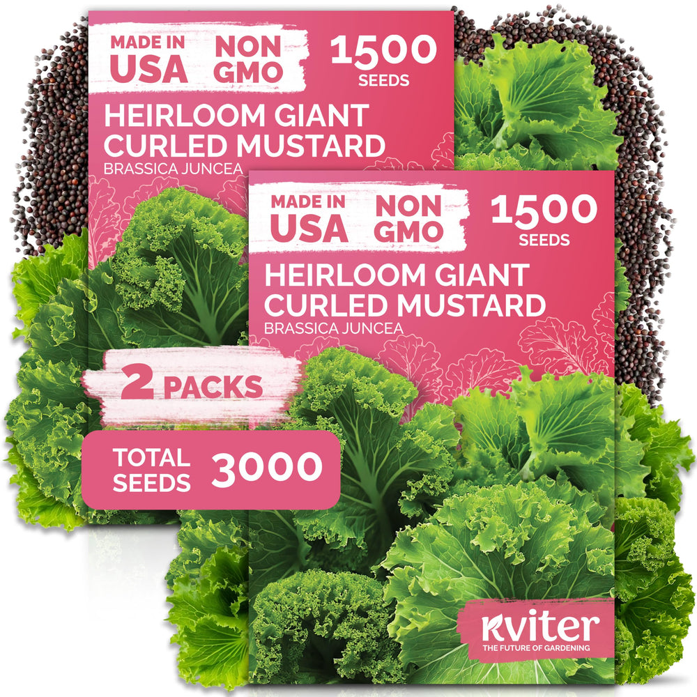 KVITER Southern Giant Curly Mustard Seeds package front view