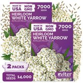 KVITER White Yarrow Heirloom Flower Seeds 14,000 count pack