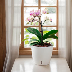 KvyusFlourish pot with drainage holes and saucer