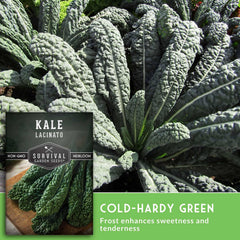 Lacinato kale plants growing in a garden