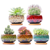 LamDawn ceramic succulent pot set of 5, vibrant colours and drainage holes
