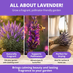 Lavender flowers blooming in a garden