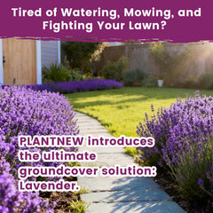 Lavender flowers growing in a garden bed