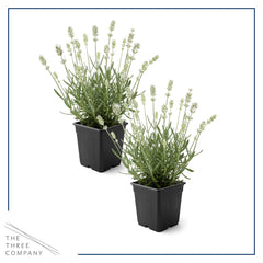 Lavender plants in a garden setting with sunlight