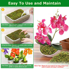 Legigo 7oz sphagnum moss in a pot with orchids