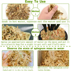 Legigo Sphagnum Moss used in a terrarium setup