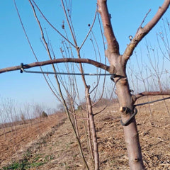 LEILIN Limb Spreaders for Fruit Trees, Pack of 5, iron construction