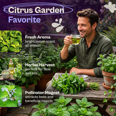 Lemon balm plant growing in garden