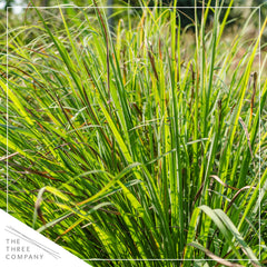 Lemongrass plant with fresh green leaves