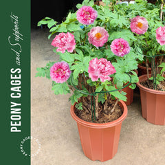 LEOBRO Plant Support Stakes in use with peony plants