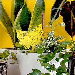LFSYS Yellow Sticky Trap showing double-sided adhesive