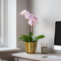 Lifestyle shot of SUNPOTFOR Ceramic Plant Pot in living room