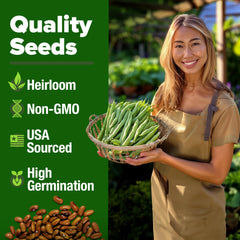 Light tan and yellowish-brown Contender Bush Bean Seeds