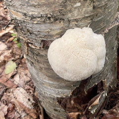 Lion's Mane Mushroom Plugs in a garden setting