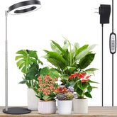 LORDEM Grow Light LED Desk Lamp front view with adjustable height