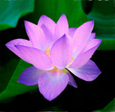 Loseedsoo 15pcs Mixed Lotus Seeds package front view