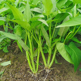 Loseedsoo Kong Xin Cai seeds package front view