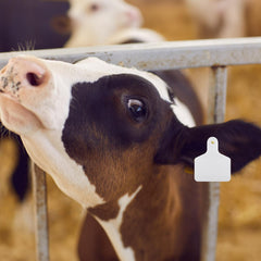Lothee plastic ear tag for livestock, close-up