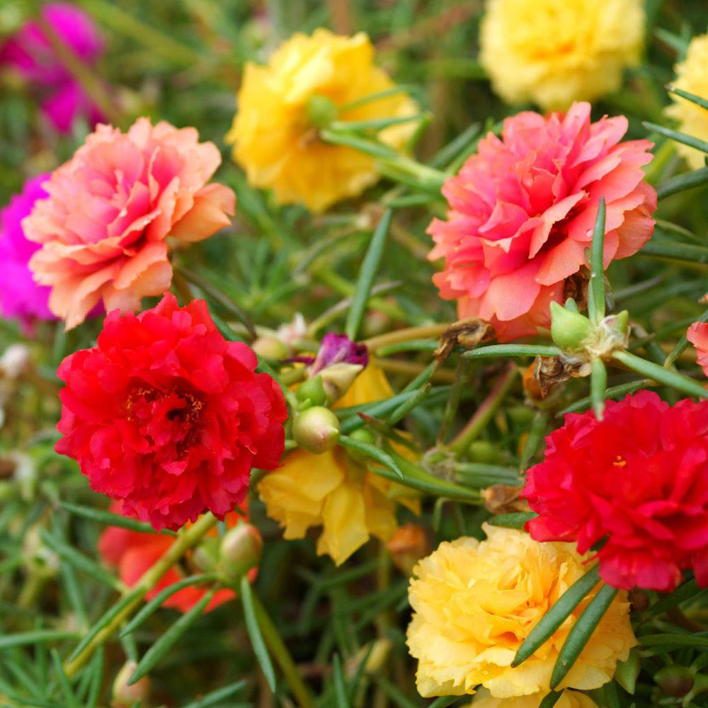 LUOJIBIE Moss Rose Seeds package front view with mixed colours
