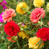LUOJIBIE Moss Rose Seeds package front view with mixed colours