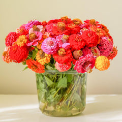 LUOJIBIE Zinnia Seeds Bulk 20,000+ packet front view
