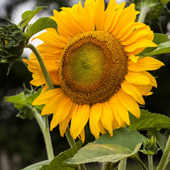 Mammoth Sunflower blooming in a garden