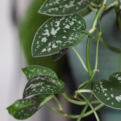 Marble queen pothos displaying variegated foliage