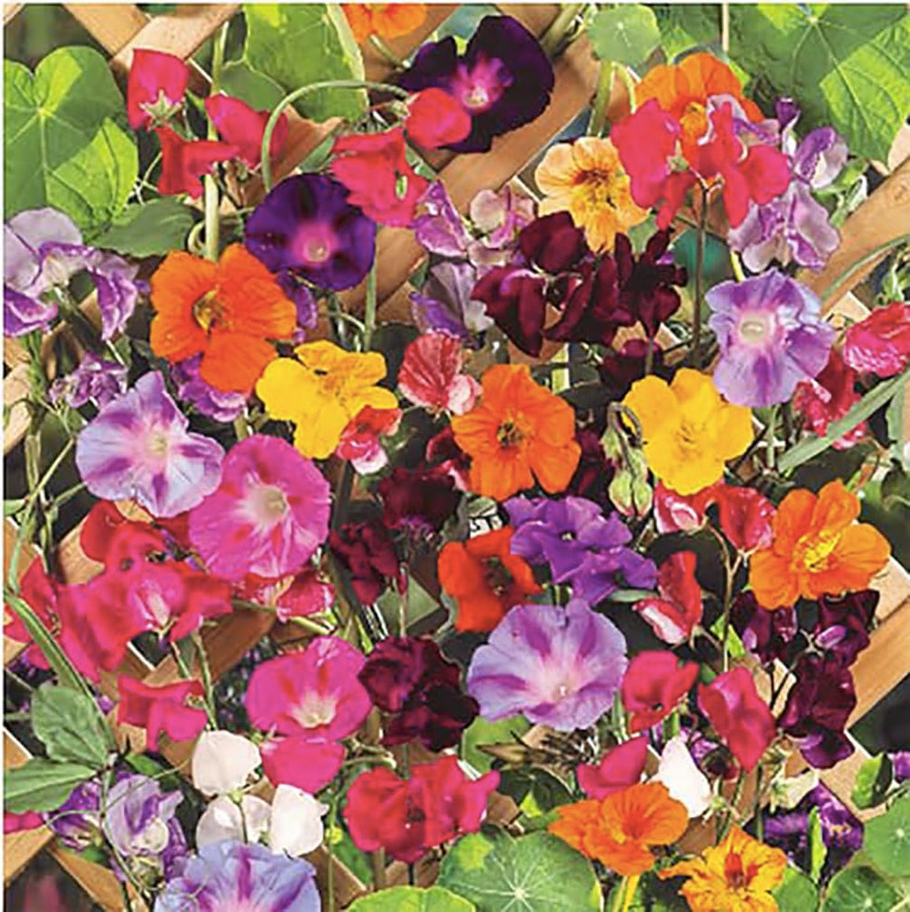 Marde Ross & Company Climbing Vines Seeds colorful mixture pack front view