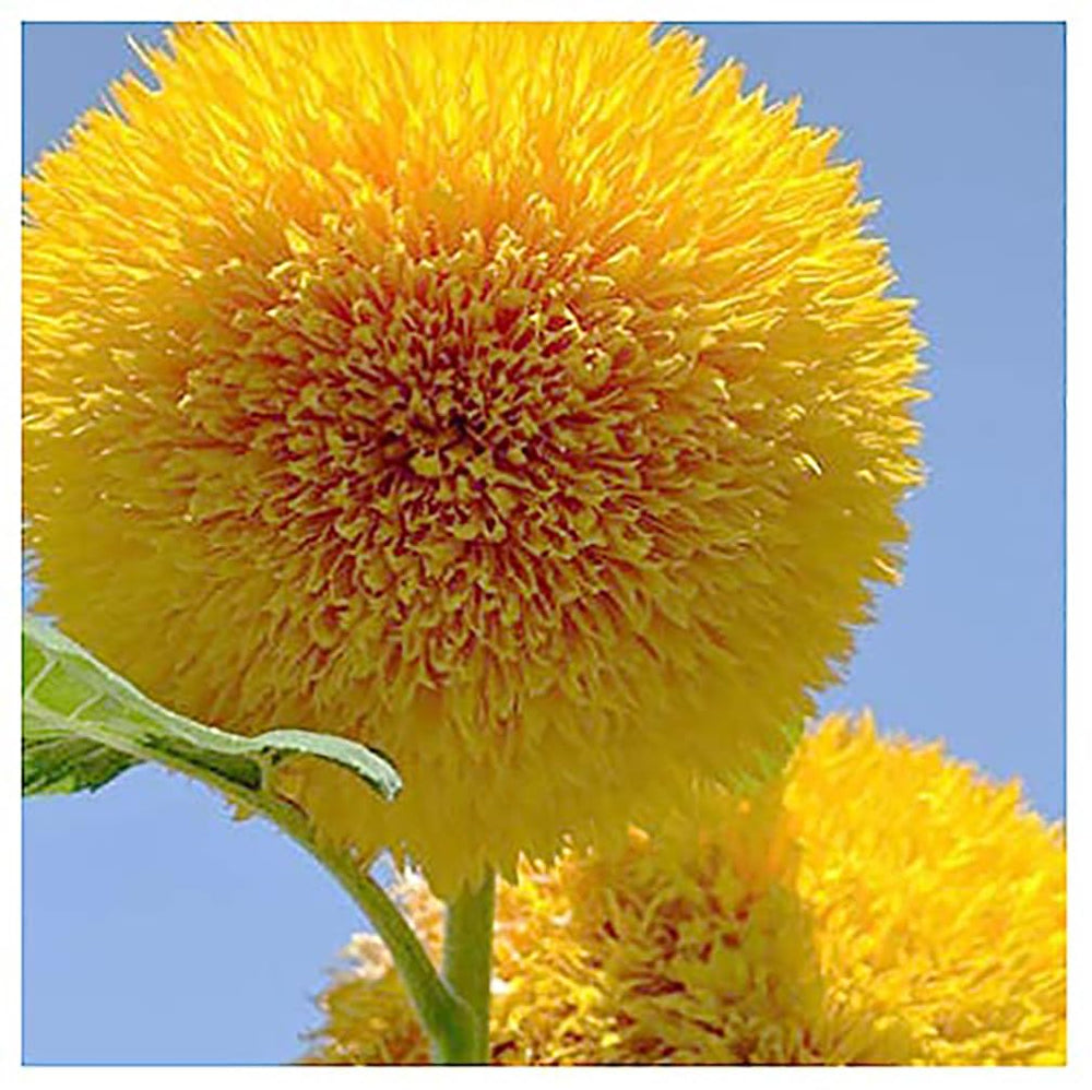 Marde Ross & Company Teddy Bear Dwarf Sunflower Seeds pack front view