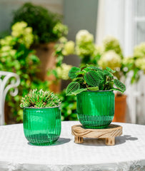 Melphoe self watering pot showing visible water level
