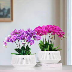 Meshpot 8-inch orchid pot with saucer
