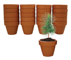 Mini terracotta pots included in BUZZY Spruce Tree Grow Kit