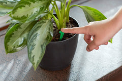 Miracle-Gro Indoor Plant Food Spikes in use with houseplants