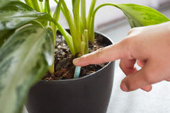 Miracle-Gro Indoor Plant Food Spikes inserted into soil