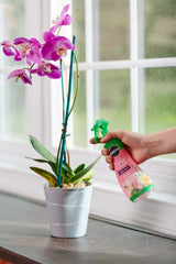 Miracle-Gro Orchid Plant Food Mist misting orchids in a home setting