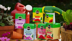 Miracle-Gro Rose Plant Food application in garden