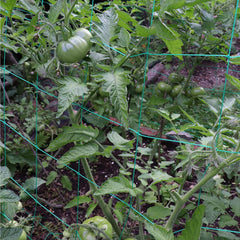 Miuezuth Trellis Netting installed in a garden
