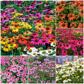Mix color Echinacea seeds package front view