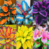 Mixed hosta seeds package showing blue and purple hues