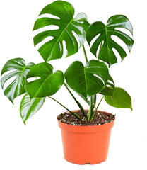 Monstera Deliciosa Swiss Cheese Plant in 6-inch nursery pot