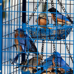 Mosloly Bluebird Feeder side view with seed cups