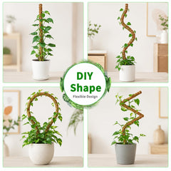 Moss pole inserted into soil with climbing plant