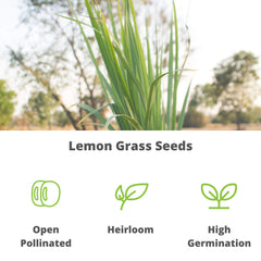 Mountain Valley Seed Co lemongrass seeds in a garden setting
