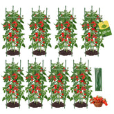 MQJIAZHI 8PCS Tomato Cages assembled in a garden